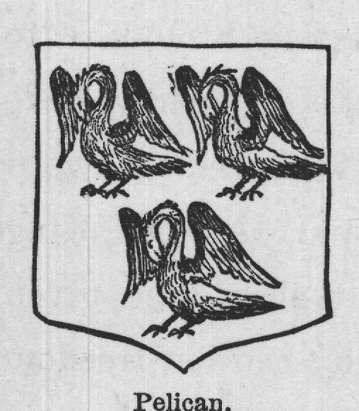 Pelican.