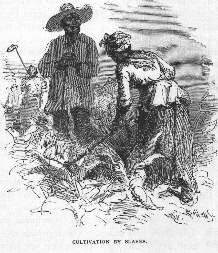 Cultivation by Slaves.